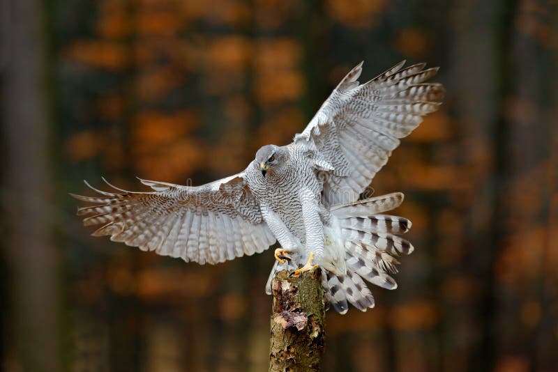 Vliegende roofvogel die Goshawk met het vage oranje bos van de de herfstboom op de achtergrond, op boomboomstam landen royalty-vrije stock fotografie Vliegende roofvogel die Goshawk met het vage oranje bos van de de herfstboom op de achtergrond, op boomboomstam landen royalty-vrije stock fotografie