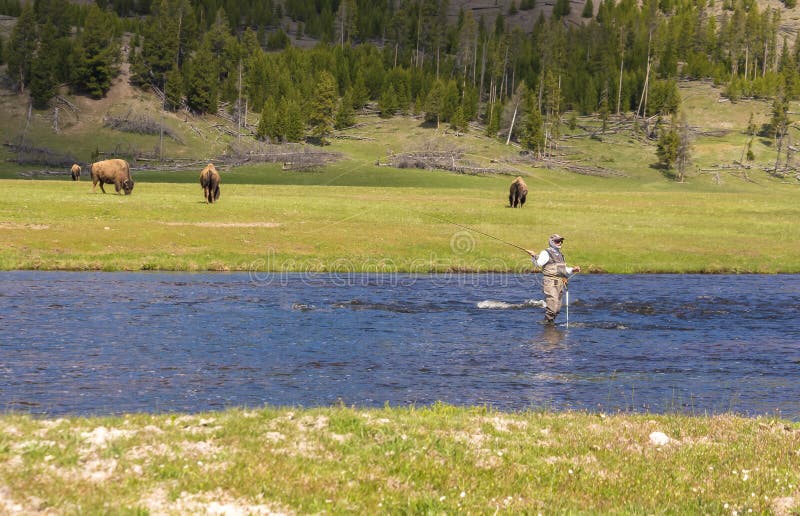 Vlieger van het landelijke geelsteen op de rivier met buffels op de achtergrond stock afbeelding Vlieger van het landelijke geelsteen op de rivier met buffels op de achtergrond stock afbeelding