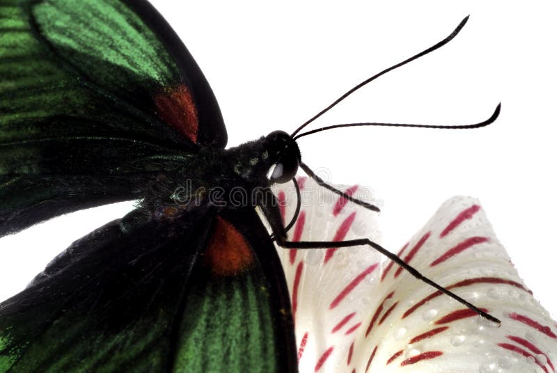 The butterfly on freesia isolated. The butterfly on freesia isolated