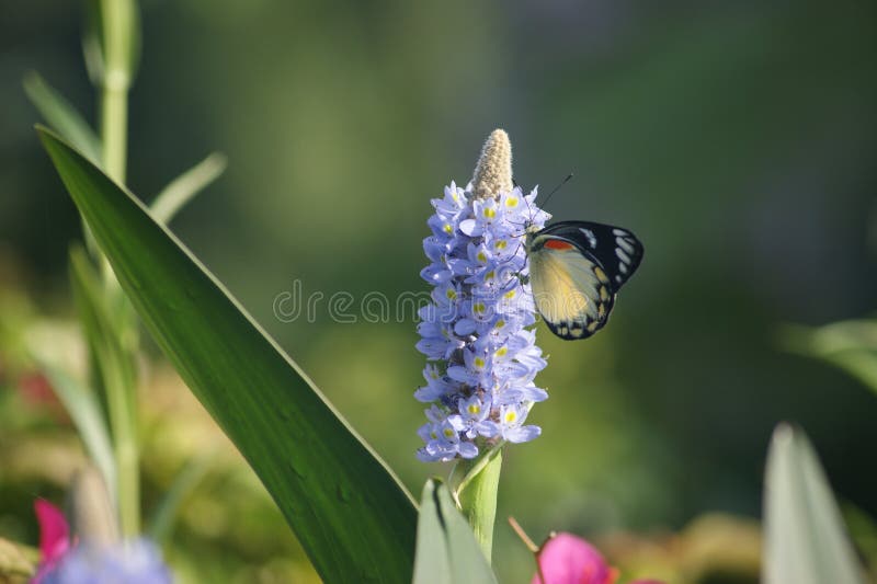 Vlinder in de ochtend royalty-vrije stock fotografie Vlinder in de ochtend royalty-vrije stock fotografie