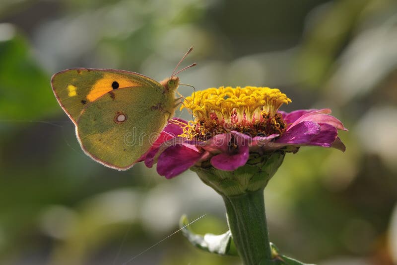 Vlinder en bloem stock afbeelding Vlinder en bloem stock afbeelding