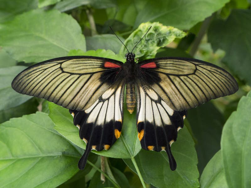 Vlinder - Karmozijnrode Mormoon - Bali - Indonesië