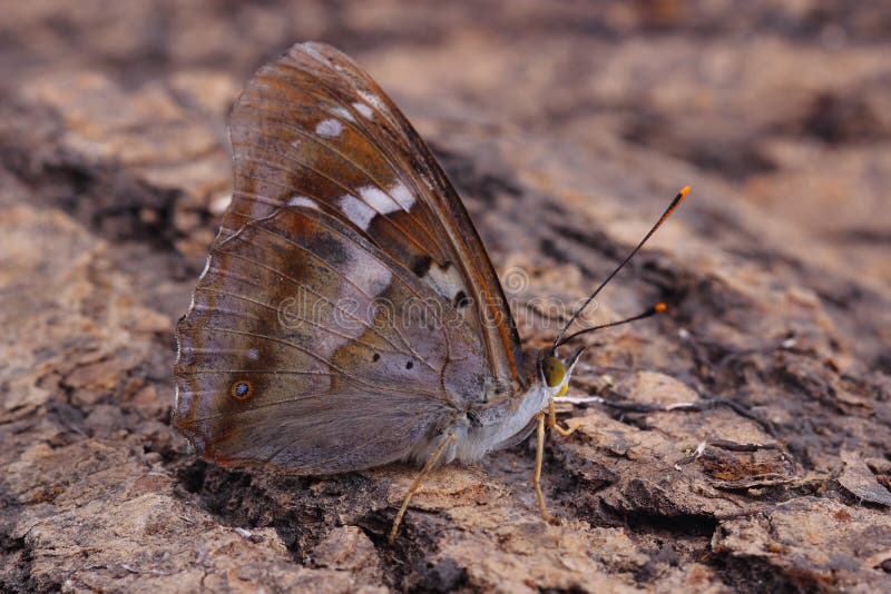 Vlinder - Lesser Purple Emperor (Apatura Ileia) stock foto Vlinder - Lesser Purple Emperor (Apatura Ileia) stock foto
