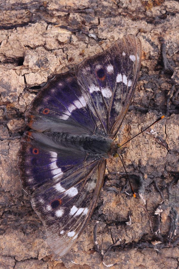 Vlinder - Lesser Purple Emperor (Apatura Ileia) royalty-vrije stock afbeelding Vlinder - Lesser Purple Emperor (Apatura Ileia) royalty-vrije stock afbeelding