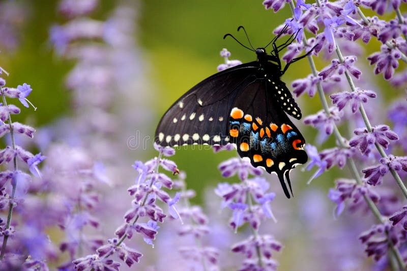 Vlinder met Purpere Bloemen