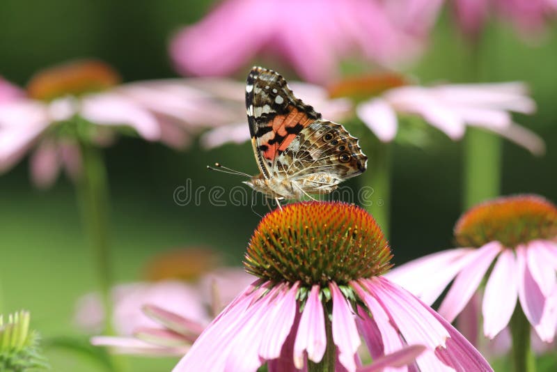 Vlinder op echinacea stock afbeelding Vlinder op echinacea stock afbeelding
