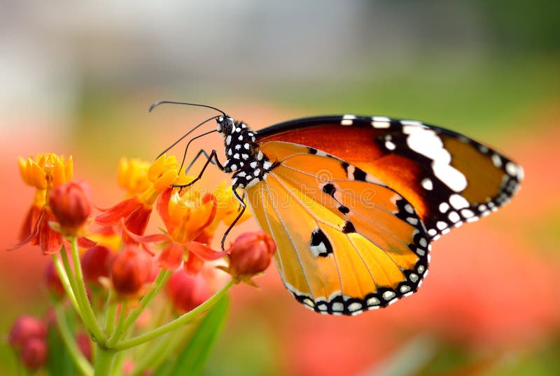 Vlinder op oranje bloem stock fotografie Vlinder op oranje bloem stock fotografie