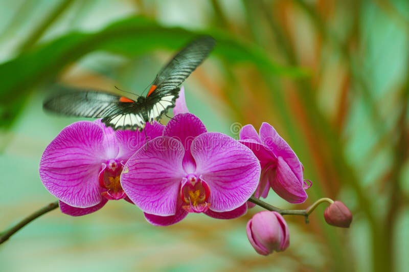 Vlinder op Orchidee