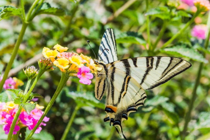 Vlinder Papilio machaon royalty-vrije stock afbeeldingen Vlinder Papilio machaon royalty-vrije stock afbeeldingen