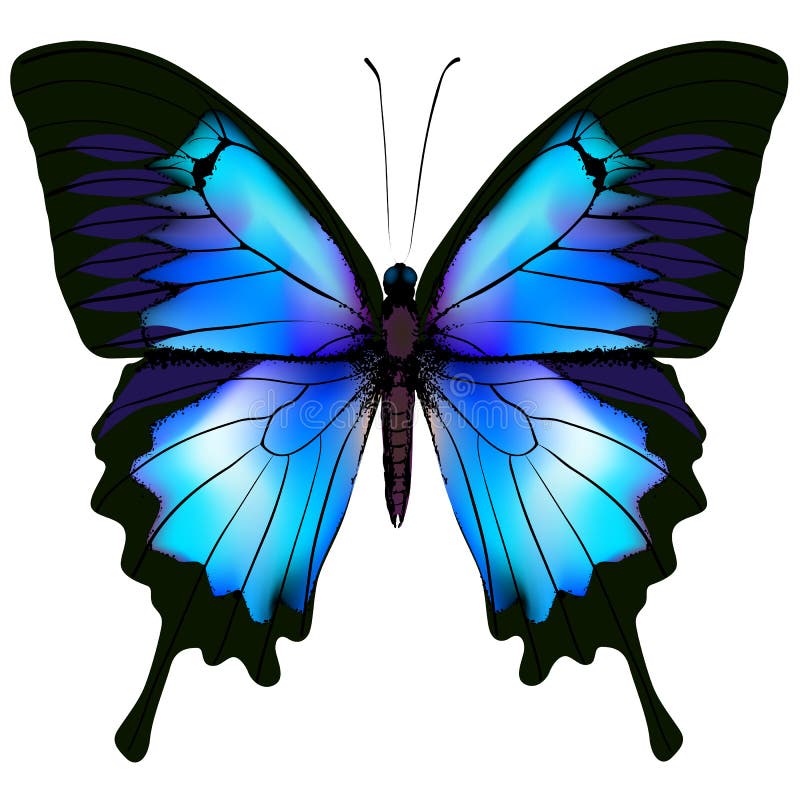 Vlinder vectorillustratie vector illustratie Vlinder vectorillustratie vector illustratie