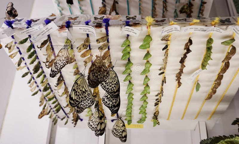 Vlindereieren, aan een broedplaats met vlinderlarven royalty-vrije stock foto Vlindereieren, aan een broedplaats met vlinderlarven royalty-vrije stock foto