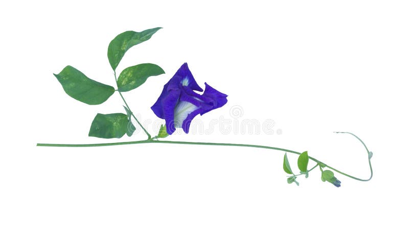 Vlindererwt of Clitoria-ternatea L is een het knippen weg op whi vector illustratie Vlindererwt of Clitoria-ternatea L is een het knippen weg op whi vector illustratie