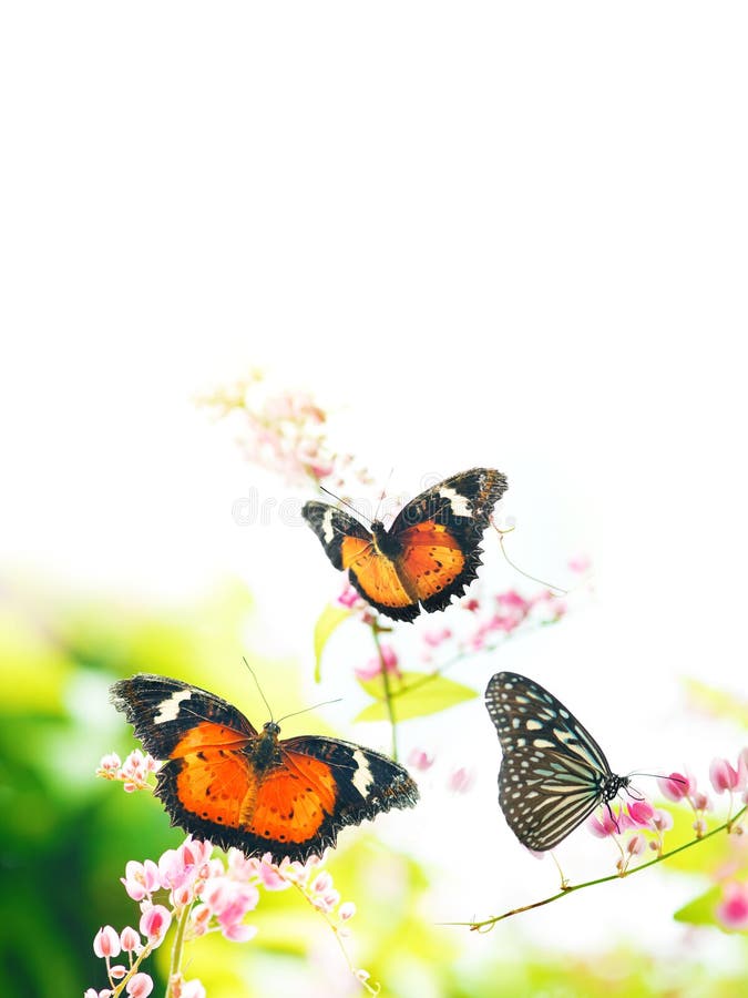 Vlinders op bloemen