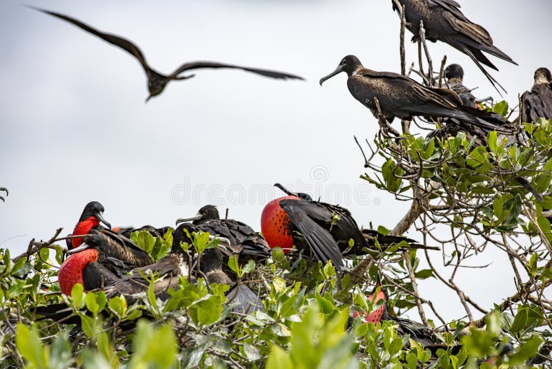 Frigate birds with male having inflated red gullet for mating season. Frigate birds with male having inflated red gullet for mating season