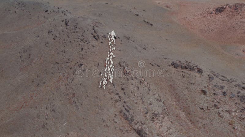 Vlotte kasjmiergeiten op weiden. schapen op het grasland van mongolië. luchtaanzicht van schapenhouderij