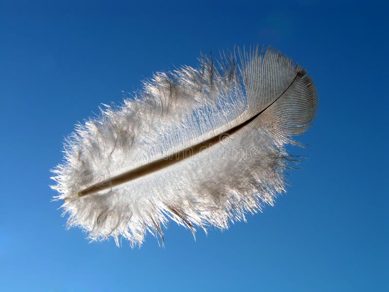 Veer van mijn kip stock foto.