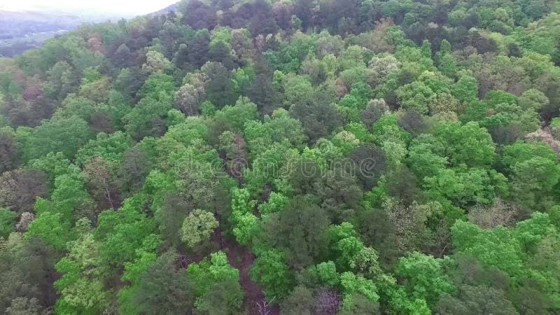 Voando sobre a floresta verde nos EUA, Alabama