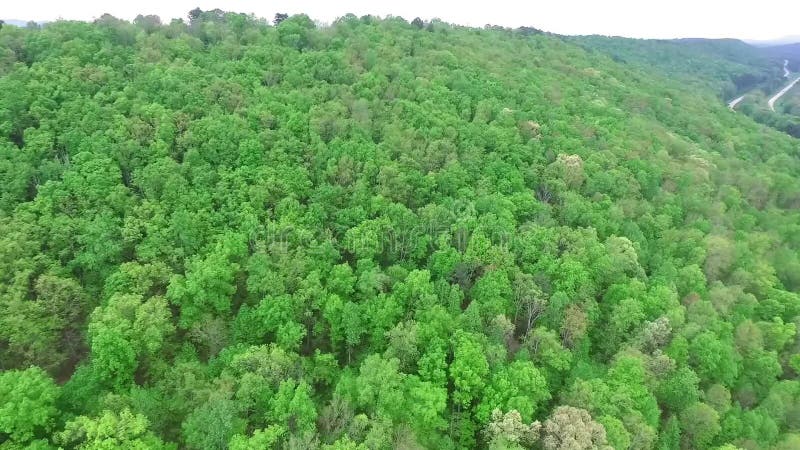 Voando sobre a floresta verde nos EUA, Alabama