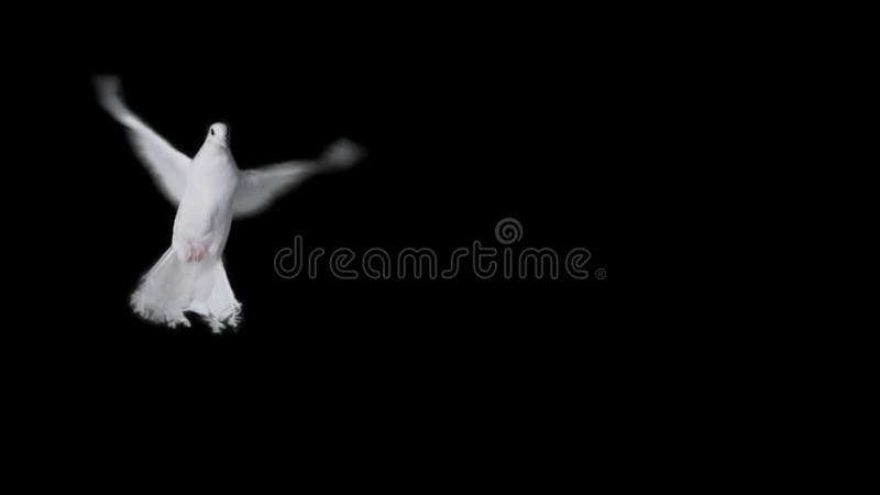 Pomba a voar em câmara lenta vídeos de arquivo