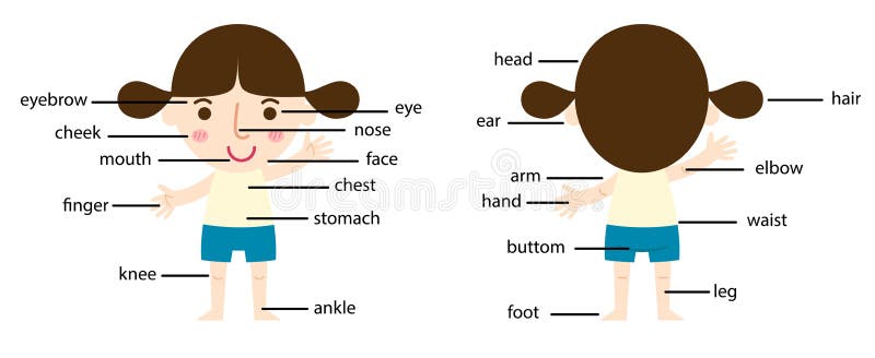 Cartoon Girl Vocabulary Part Of Body Stock Vector Illustration Of