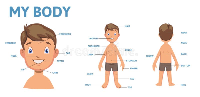 Body Parts Diagram Male - Diagram of penis : Find stockbilleder af
