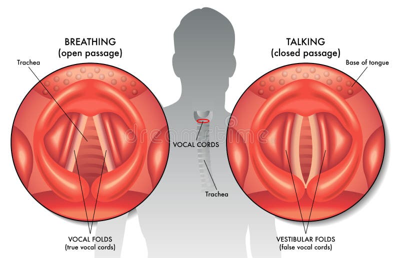 Vocal cords