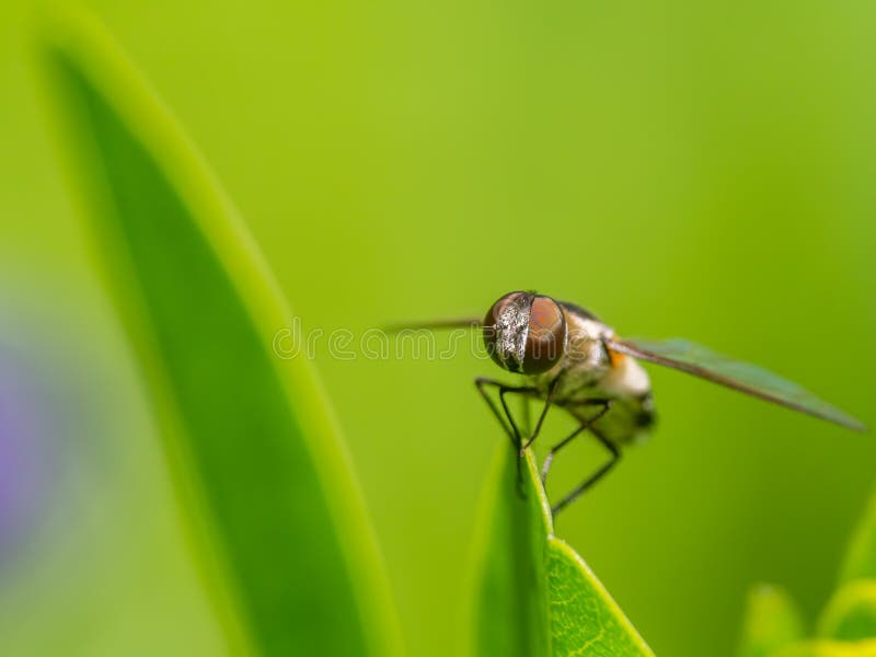 Voe em uma folha - grande detalhe de cara e de olho composto - na folha verde com fundo/bokeh verdes obscuros lisos imagem de stock Voe em uma folha - grande detalhe de cara e de olho composto - na folha verde com fundo/bokeh verdes obscuros lisos imagem de stock