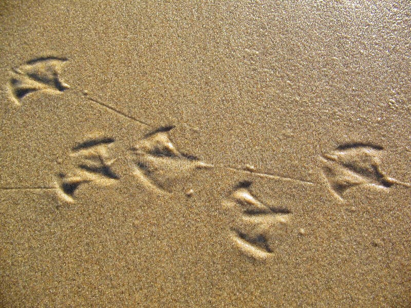 Footprints of a seagull in wet sand. Footprints of a seagull in wet sand