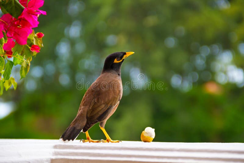 Vogel auf Fenster stockfoto. Bild von netherlands, draußen