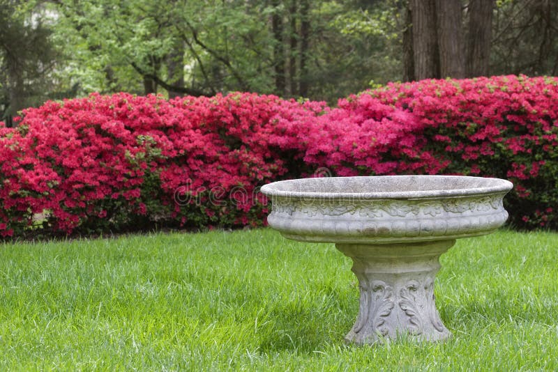 Bird Bath in the Front with Red Azaleas in the Background. Bird Bath in the Front with Red Azaleas in the Background