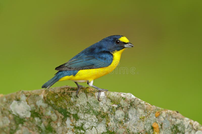 Gelb Throated Baritonhorner Baritonhorner Hirundinacea Blauer Und Gelber Exotischer Vogel Vom Costa Rica Birdwatching In Sudame Stockbild Bild Von Birdwatching Rica