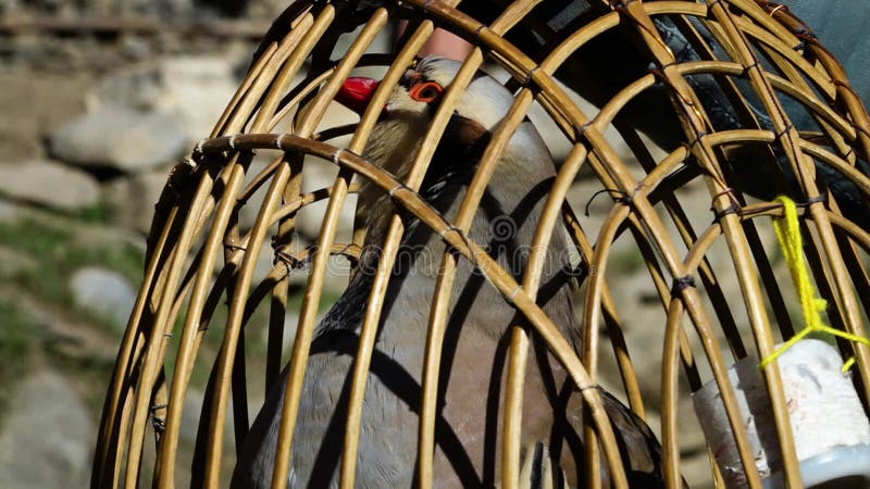 Vogel in een kooi wordt gehouden die