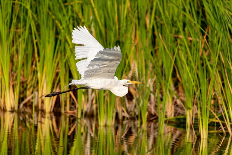 Vogel großen Reiher Ardea alba fliegt lizenzfreie stockbilder Vogel großen Reiher Ardea alba fliegt lizenzfreie stockbilder