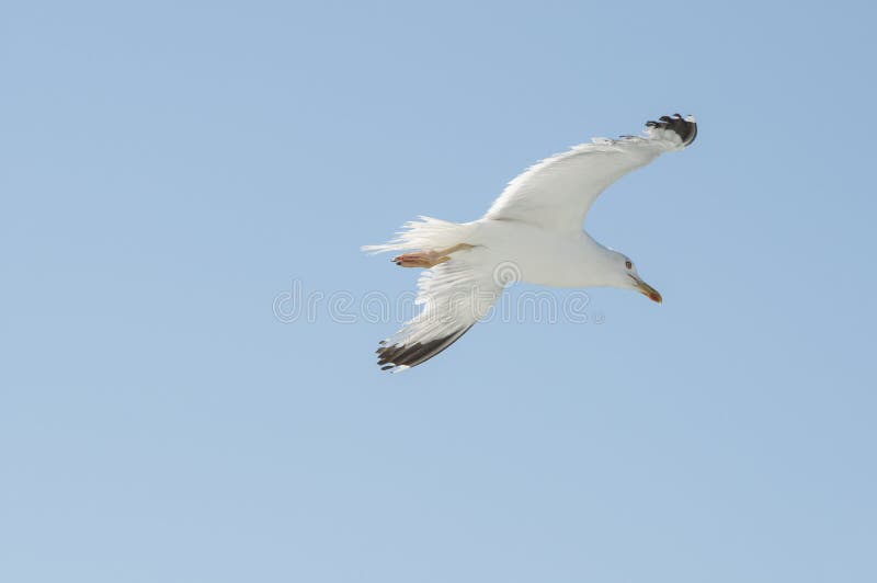 Vogel im reinen Himmel lizenzfreie stockfotos Vogel im reinen Himmel lizenzfreie stockfotos