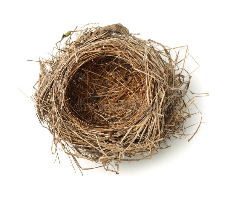 Vogel-Nest