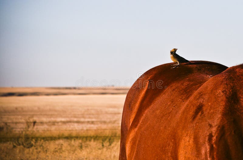 Vogel Op De Rug Van Een Paard Stock Afbeelding Image of buiten