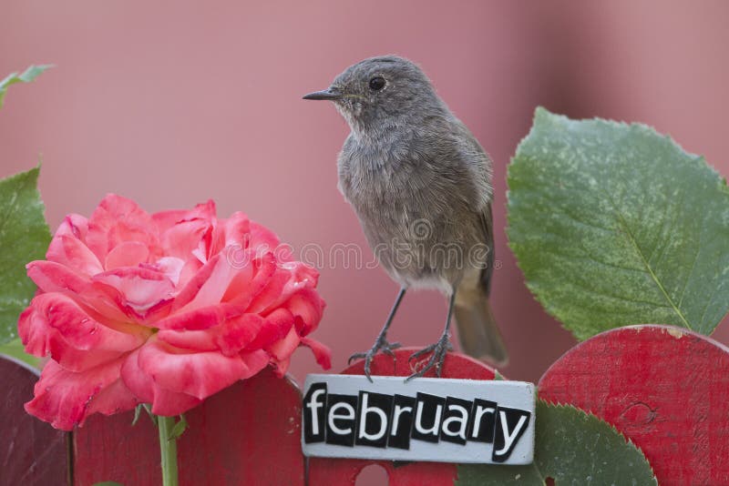 Vogel op een Februari verfraaide omheining wordt neergestreken die