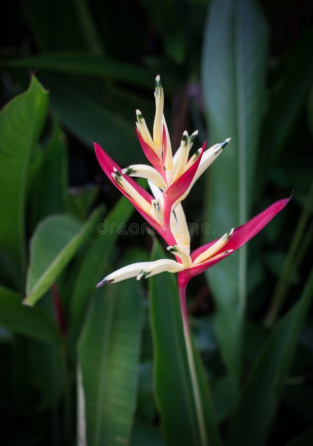 Vogel-van-paradijs bloem royalty-vrije stock afbeeldingen Vogel-van-paradijs bloem royalty-vrije stock afbeeldingen