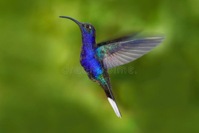 vogel in vlieg Vliegende Kolibrie De scène van het actiewild van aard Kolibrie van Costa Rica in tropisch bos die groot blauw vli