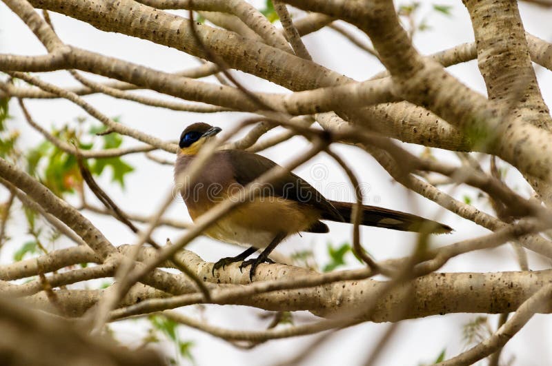 Vogel von Madagaskar, Afrika lizenzfreie stockfotografie Vogel von Madagaskar, Afrika lizenzfreie stockfotografie
