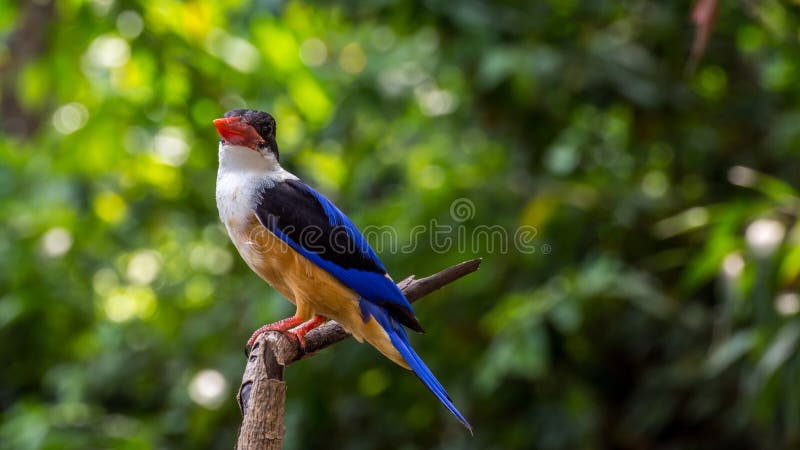 Vogel (zwart-Afgedekte Ijsvogel) op een boom royalty-vrije stock foto Vogel (zwart-Afgedekte Ijsvogel) op een boom royalty-vrije stock foto