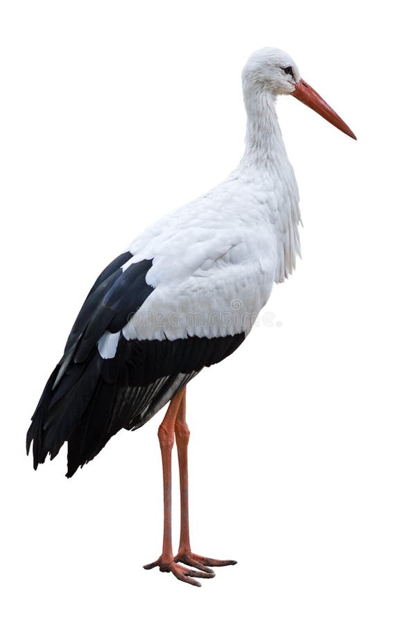 Vogelausschnitt des weißen Storchs lizenzfreies stockbild Vogelausschnitt des weißen Storchs lizenzfreies stockbild