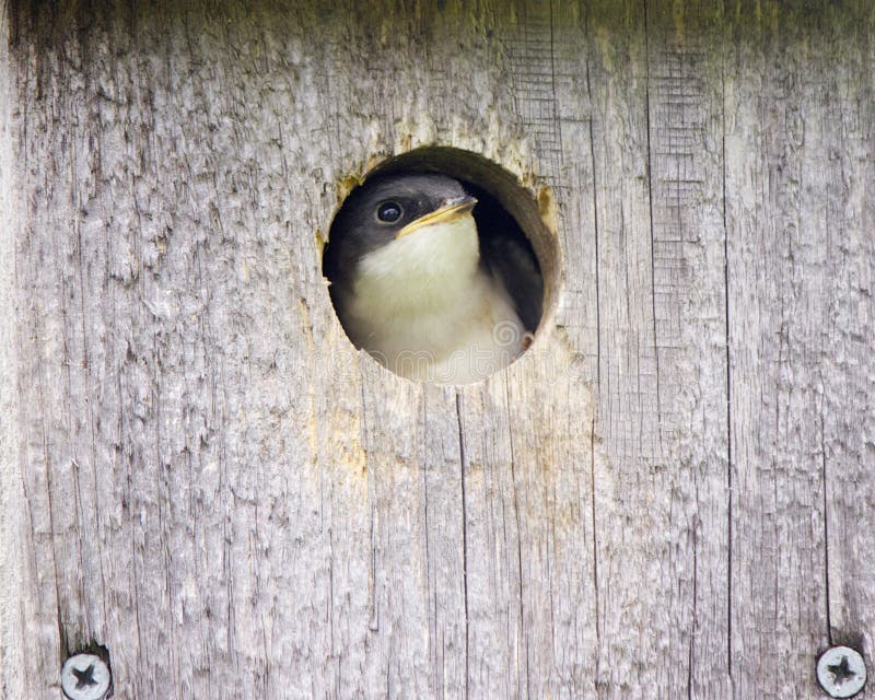 A baby tree swallow &#x28;Tachycineta bicolor&#x29; in a bird house peeks out as it waits for food. A baby tree swallow &#x28;Tachycineta bicolor&#x29; in a bird house peeks out as it waits for food.