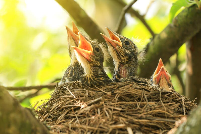 Baby im Nest des Vogels stockbild. Bild von nave, frühling - 50459887