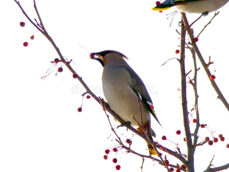 De Eet Bessen De Winter Stock Foto - Image of vogelobservatie, weinig: 168360198