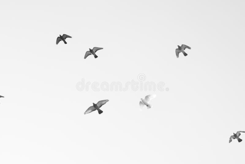 Vogelduiven vliegen in de lucht Zwart-witte foto stock foto Vogelduiven vliegen in de lucht Zwart-witte foto stock foto