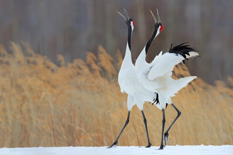 Vogelgedrag in de habitat van het aardgras Het dansen paar van rood-Bekroonde kraan met open vleugel tijdens de vlucht, met sneeu