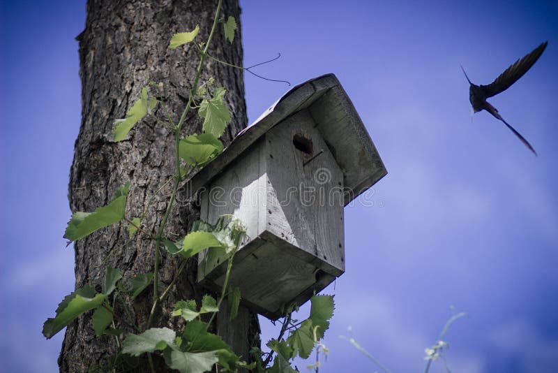 Vogelhaus mit Küken im Wald im Sommer stockfotos Vogelhaus mit Küken im Wald im Sommer stockfotos