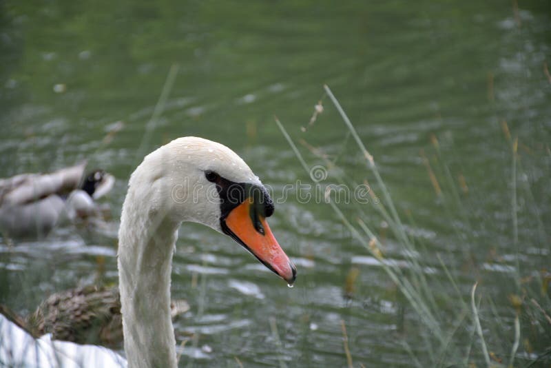 nbeautiful bird`s head swans close up. nbeautiful bird`s head swans close up