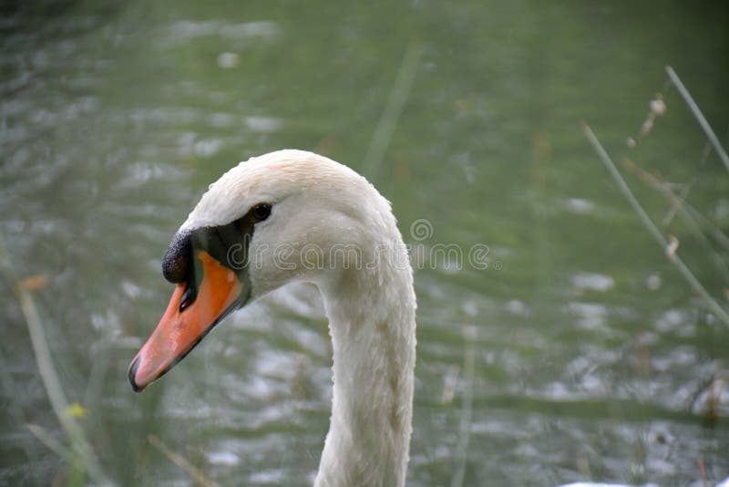 nbeautiful bird`s head swans close up. nbeautiful bird`s head swans close up